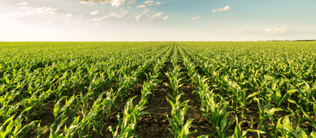 Zambia's Bumper Maize Crop Forecast For 2025