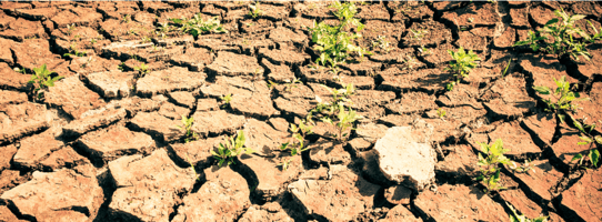 Has the 2025 Famine in the SADC Region Come to an End?