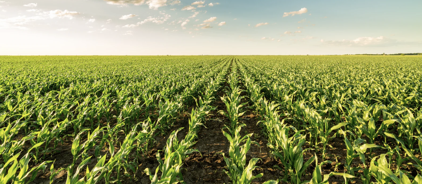 Zambia's Bumper Maize Crop Forecast For 2025
