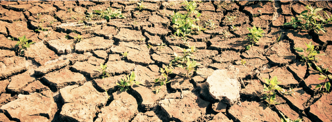 Has the 2025 Famine in the SADC Region Come to an End?